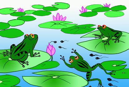 青蛙的池塘 故事